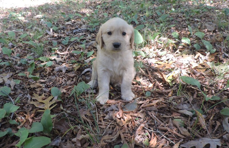 Golden Retriever, Male