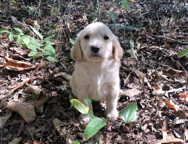 Golden Retriever, Female