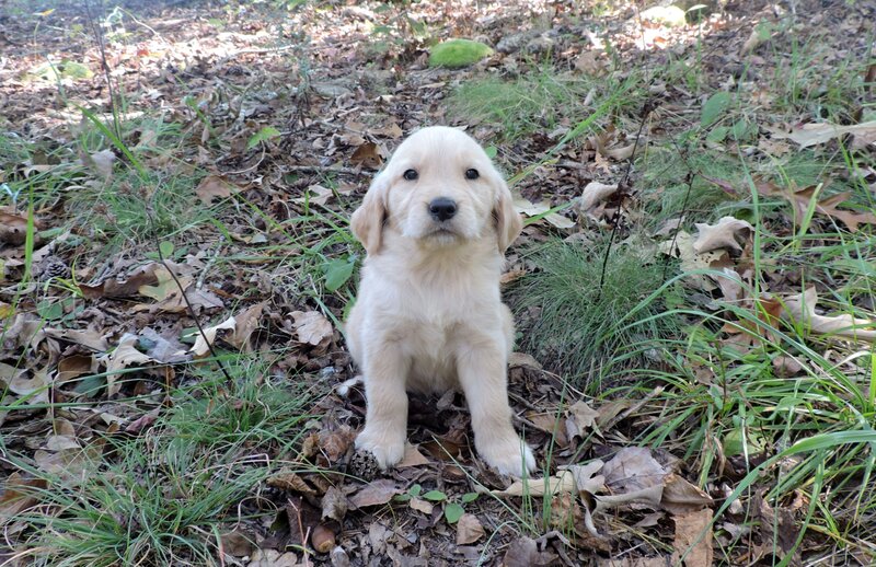 Golden Retriever, Female